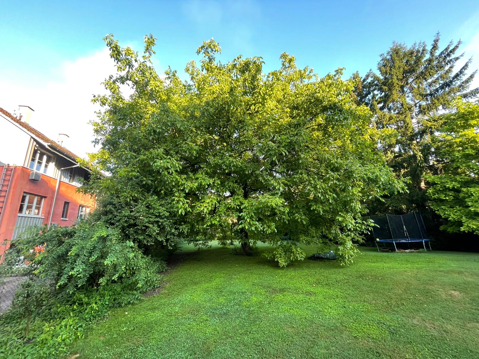 Kronenentlastungsschnitt an einem alten Nussbaum