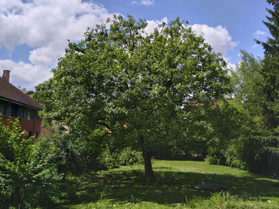 Kronenentlastungsschnitt