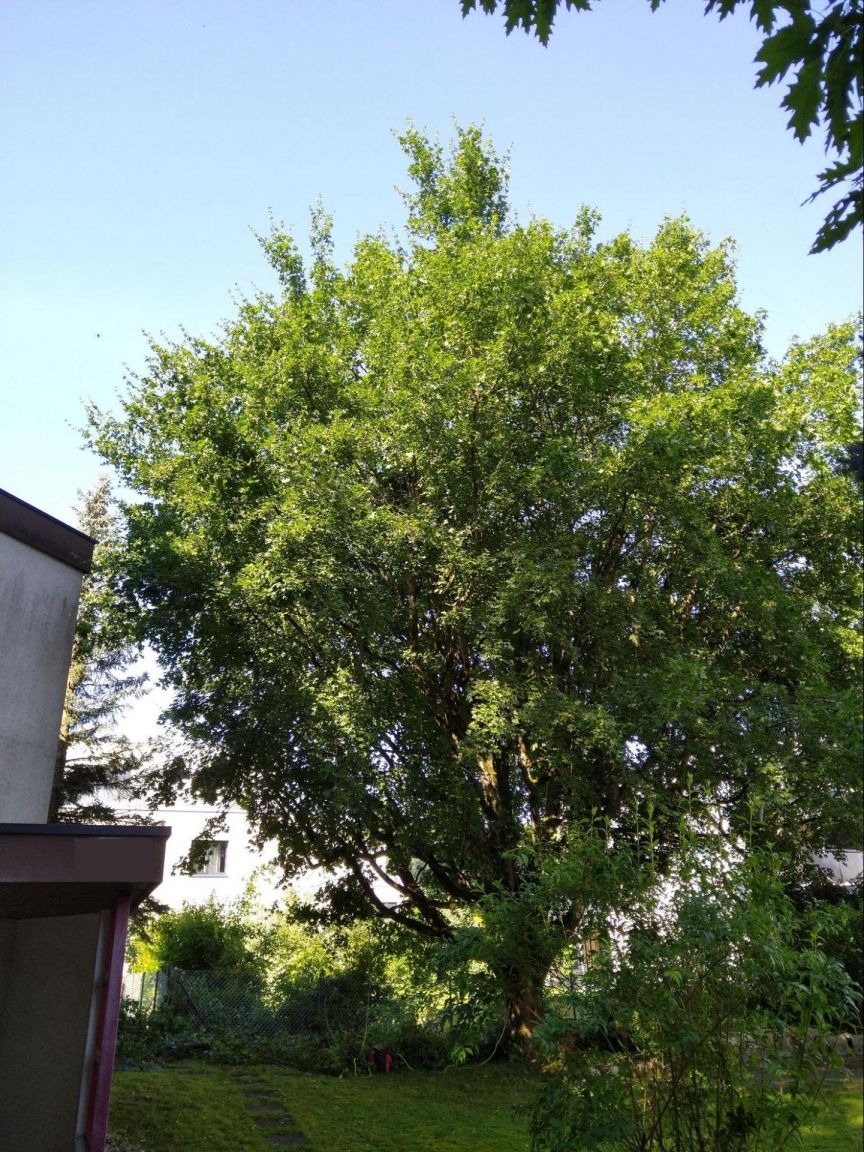 Kronenbegrenzungsschnitt