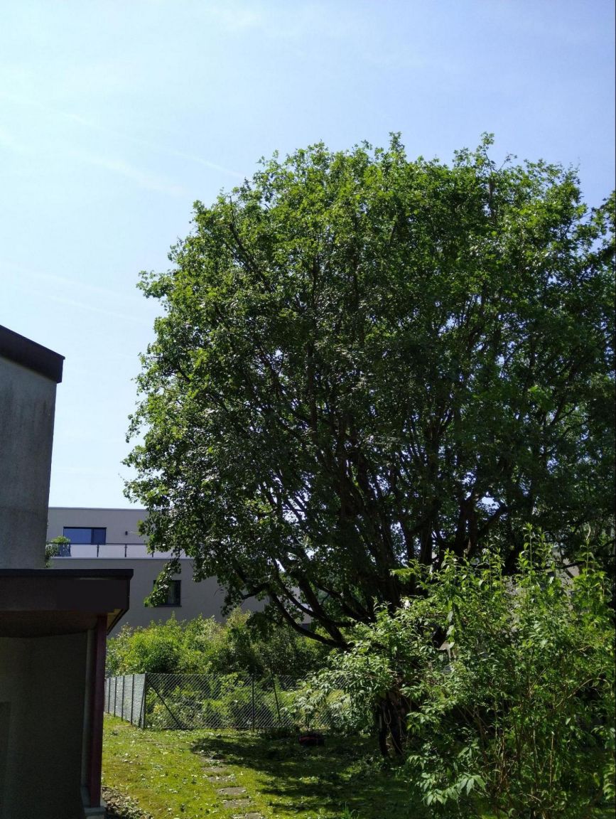 Kronenbegrenzungsschnitt